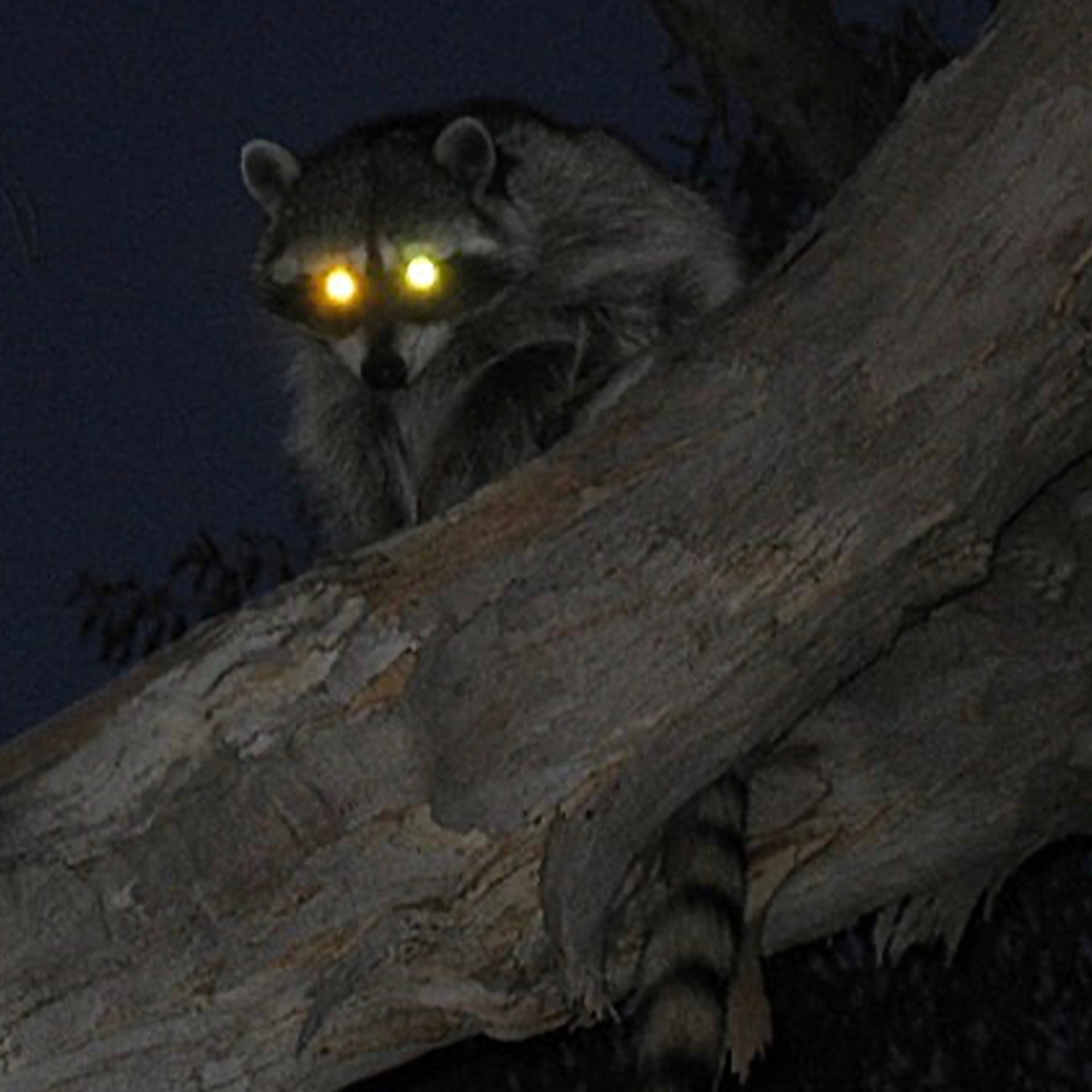 SONIC REDUCER: 30X BRIGHTER THAN THE MIDDAY SUN EDITION